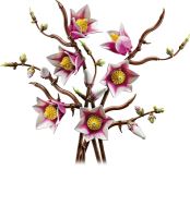 LEGO® Botanicals 11510 Větvičky magnólie (2)